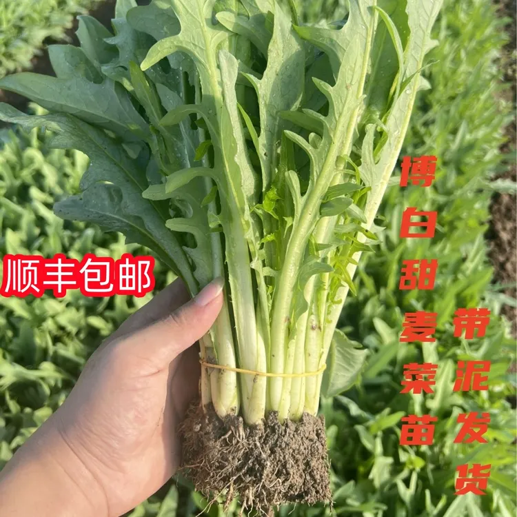 正宗广西博白甜麦菜苗易栽种带泥现拔新鲜软脆清甜四季阳台盆栽