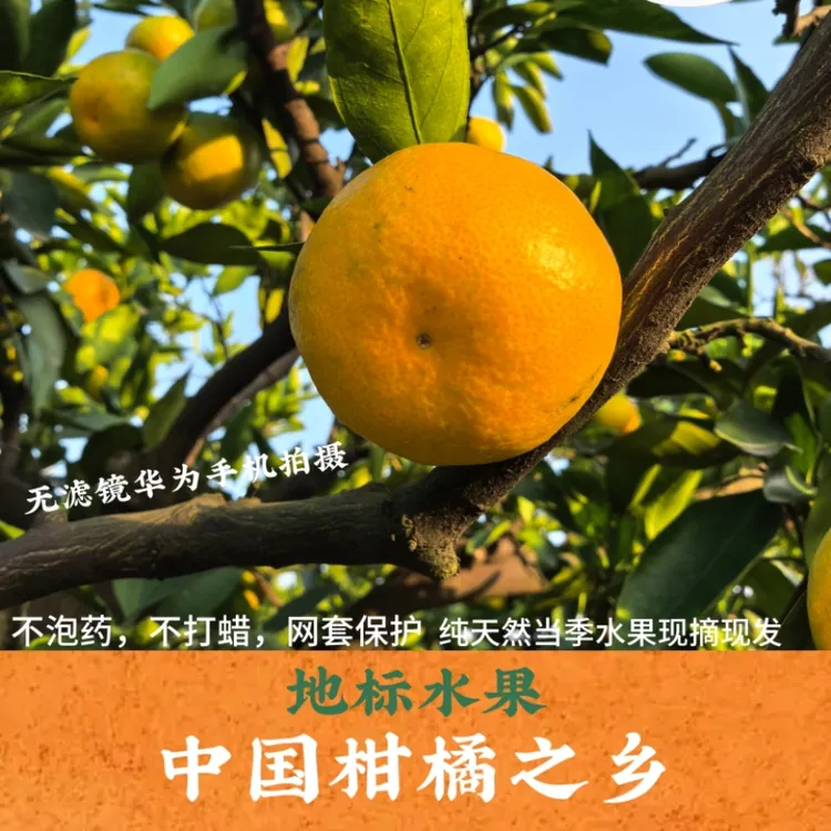 [顺丰包邮]小果果蜜橘橘橙子新鲜维C水果不泡药年货原产地发