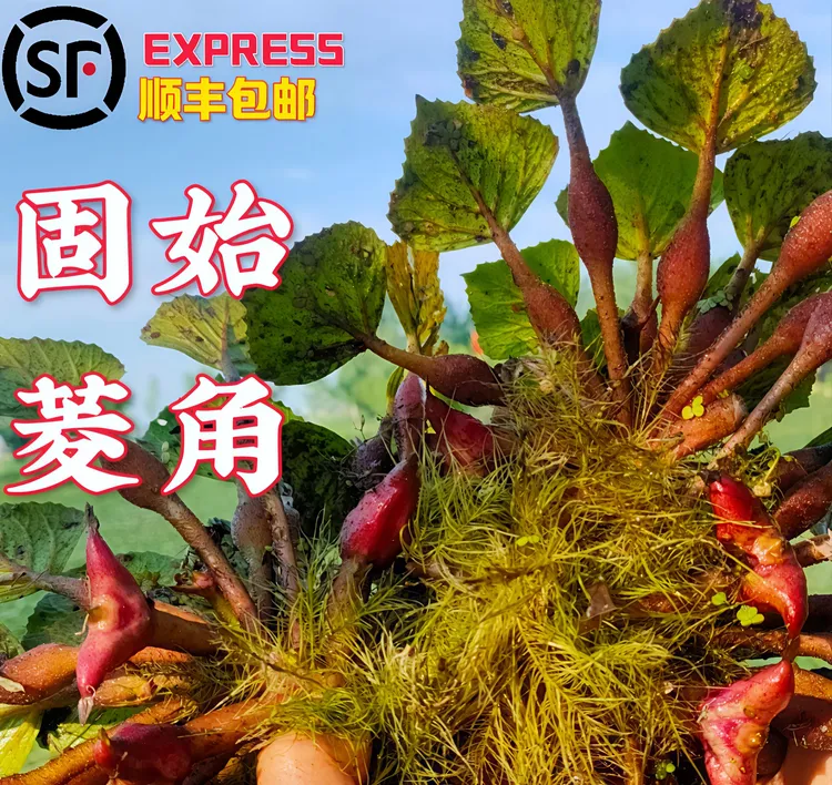 固始菱角一箱2500g