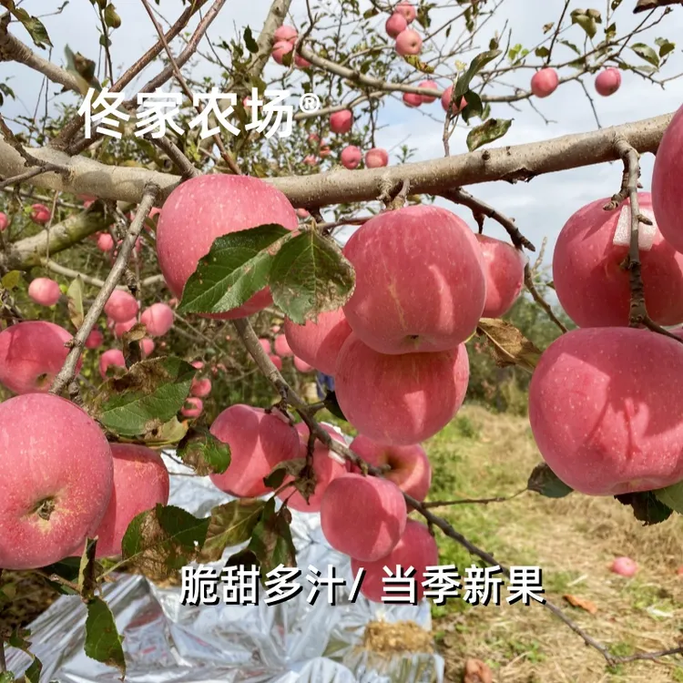 烟台红富士苹果/现摘现发，脆甜多汁