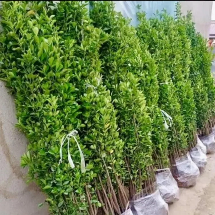 围墙篱笆植物大叶北海道黄杨苗冬青苗四季常青耐寒庭院阳台绿植