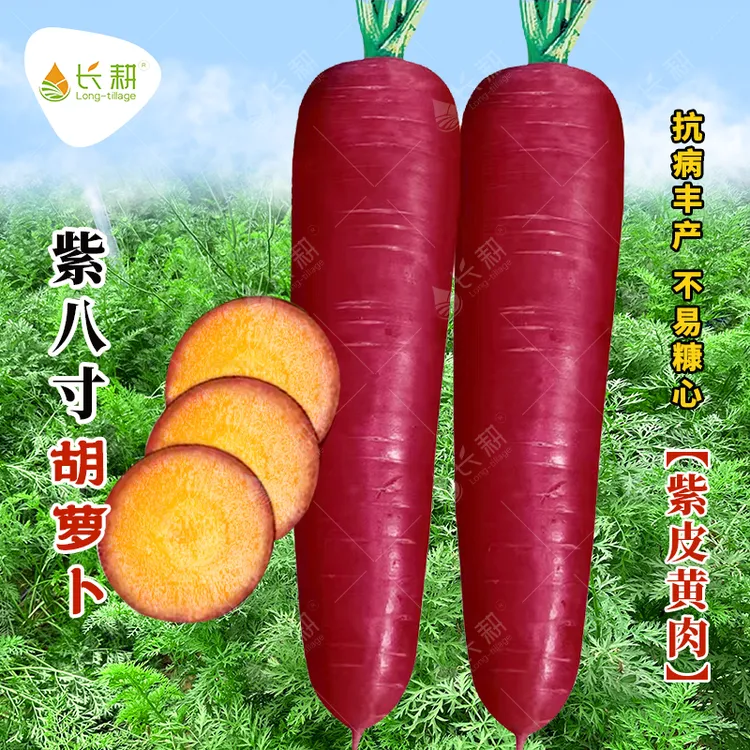 紫八寸胡萝卜种子紫皮黄肉甜脆萝卜种籽春秋四季阳台盆栽老品种孑