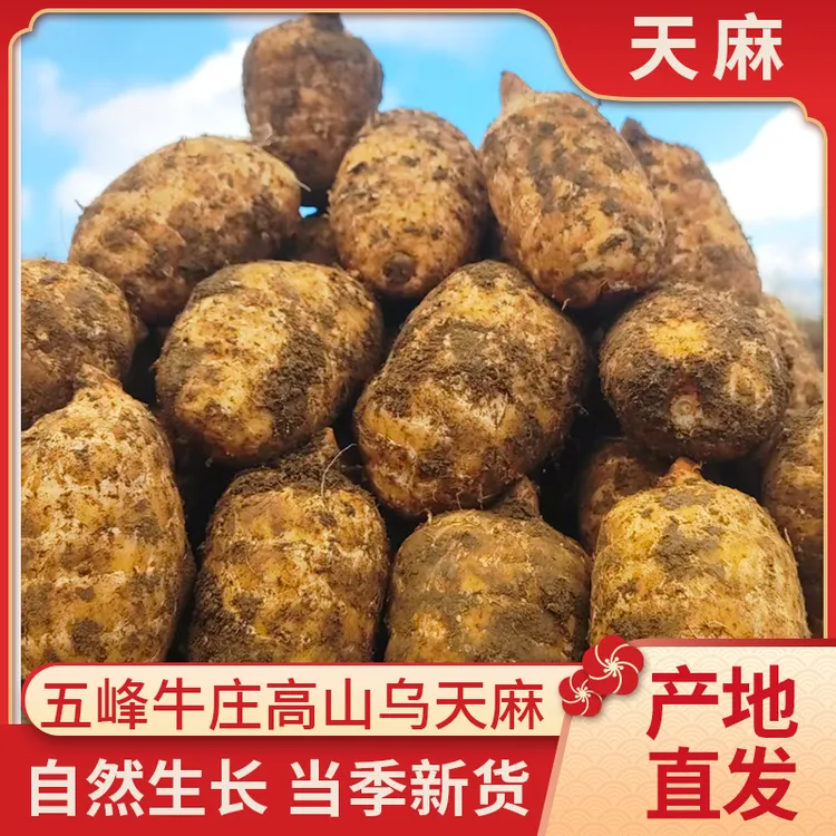 乌天麻野外种植高山老品种可炖鸡煲汤鲜味美正宗新鲜五峰高山