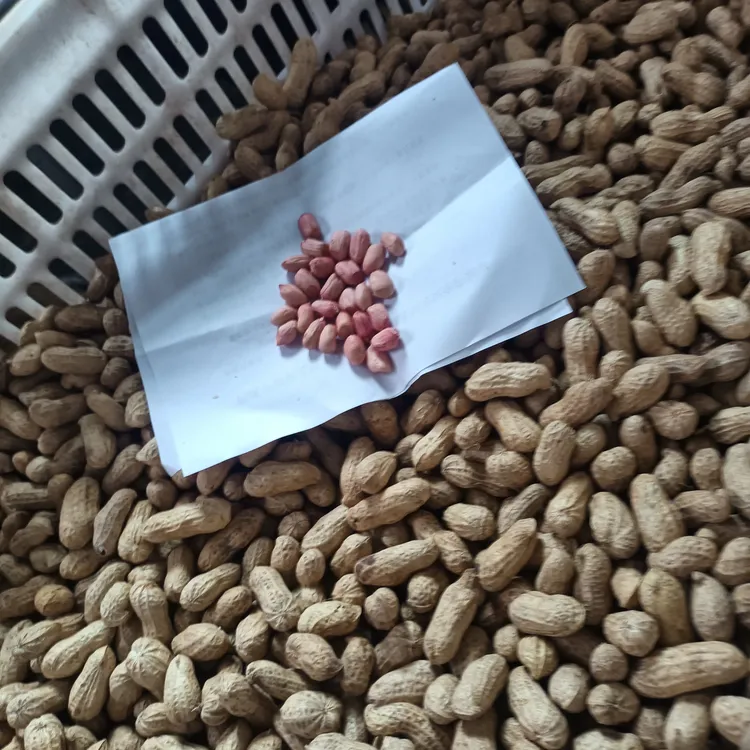 自己家的农家肥（猪粪）种出来的花生。水果花生，口感特别好。
