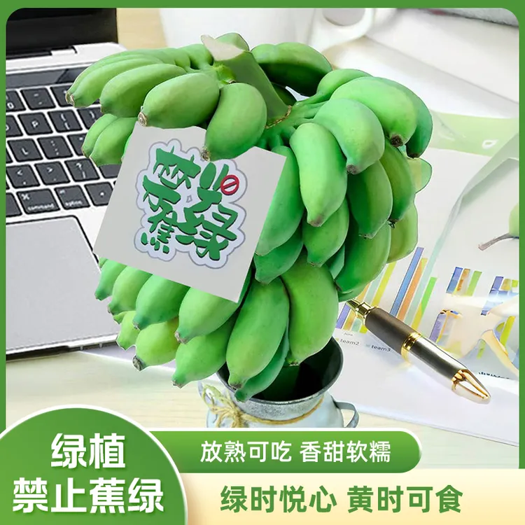 【禁止蕉绿】X办公室桌面绿植整株带杆水培香蕉可食用新鲜产地直发