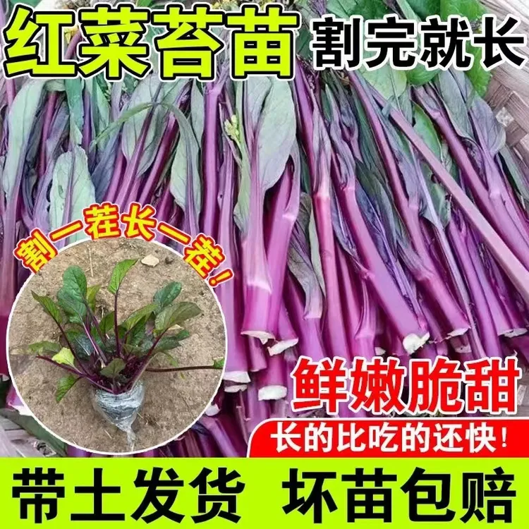 精选红菜苔秧苗带土发货适合家庭庭院阳台四季种植红菜苔秧苗菜苗