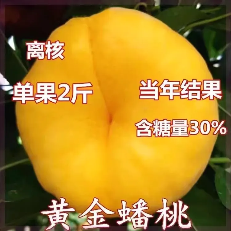 黄金蟠桃树苗嫁接特大桃树苗南北方种植盆地栽水果树苗当年结果