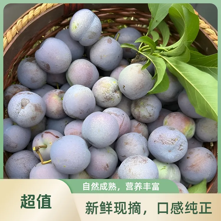 正宗四川高山脆红李新鲜应季水果脆甜多汁现摘现发