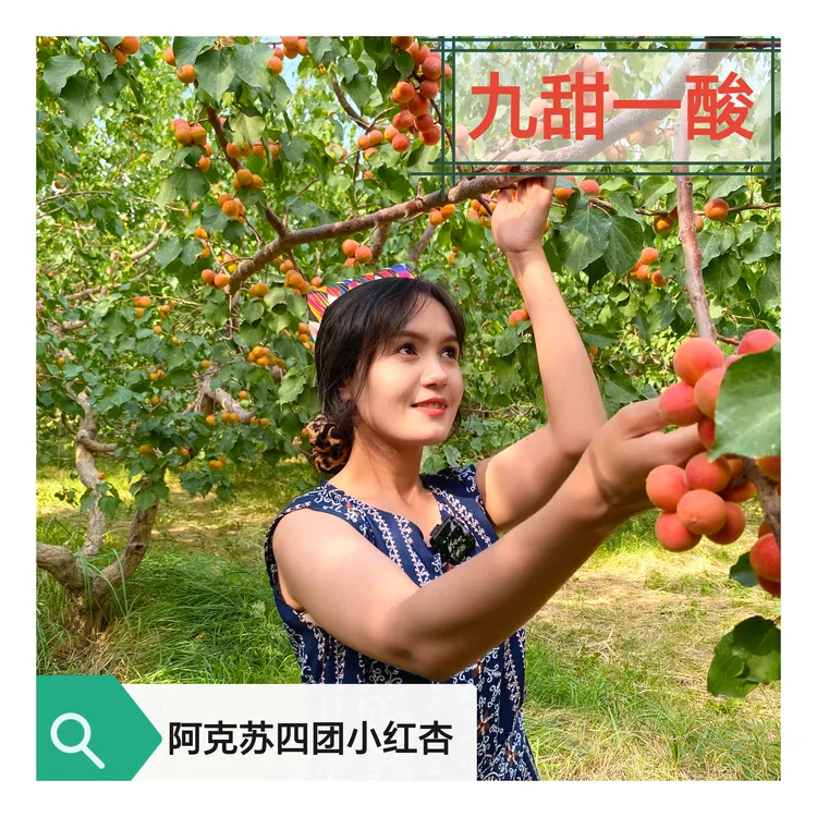 阿克苏小红杏新疆水果软糯包甜不酸老人小孩能吃吊干杏特产鲜果