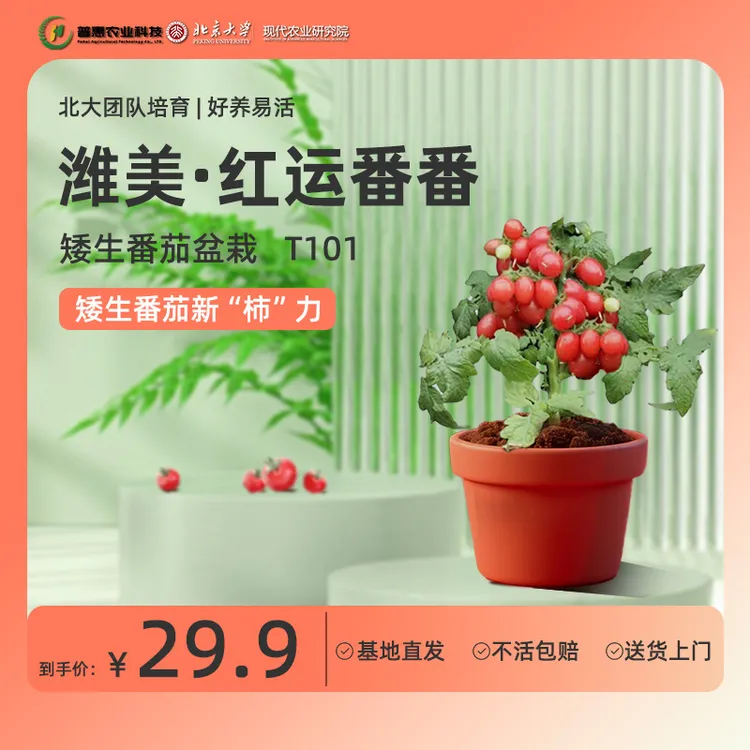 潍美系列T101-T105带果矮生花卉小番茄+五彩辣椒圣女果小番茄