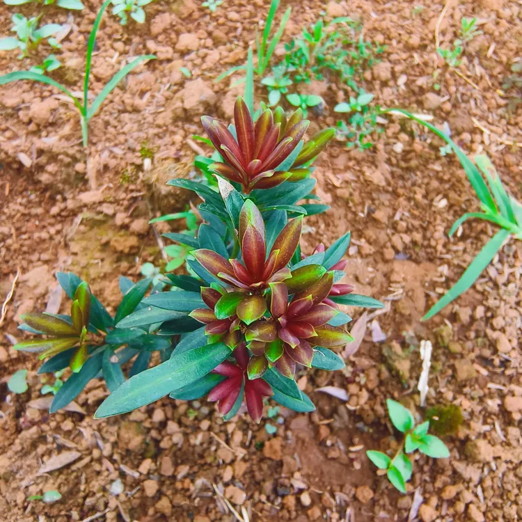 红宝石小红帽小叶红芽罗汉松小苗