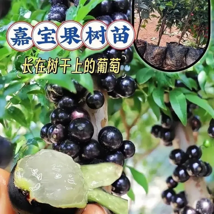 嘉宝果苗四季种植阳台庭院当年结果耐寒带花果蓝莓树果树