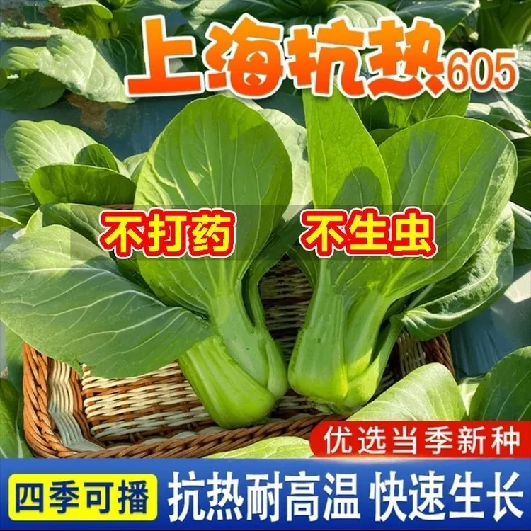 上海抗热605油菜种子青梗菜种籽上海青鸡毛菜四季速生青菜种子
