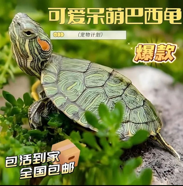 巴西龟绿色小乌龟观赏宠物龟深水龟可搭配龟缸好养耐活新手可养