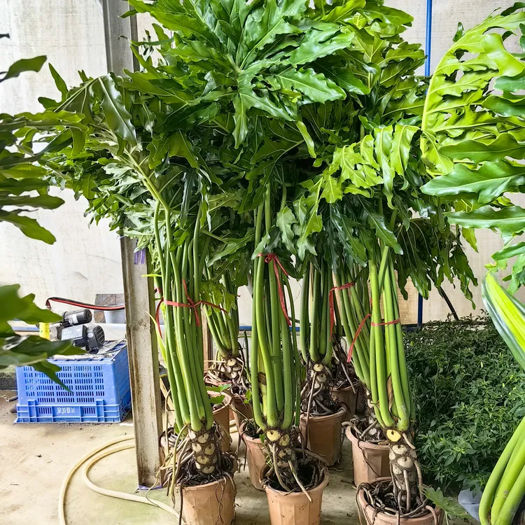 1.5-2米龙鳞老桩春羽室内绿植绿植盆栽耐阴好水培养办公室