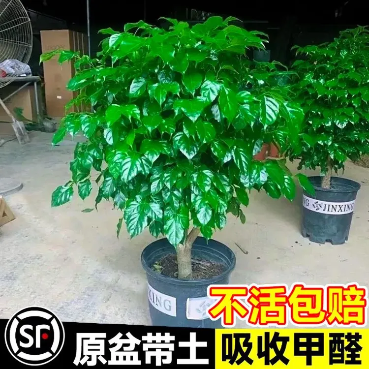 幸福树客厅盆栽大颗净化空气新家平安树四季常青吸甲醛发财树植物