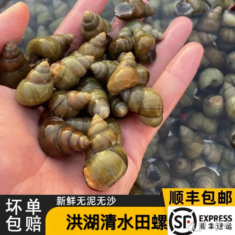 【包活包新鲜】洪湖清水螺螺狮田螺无泥沙新鲜活体可剪尾干净商用