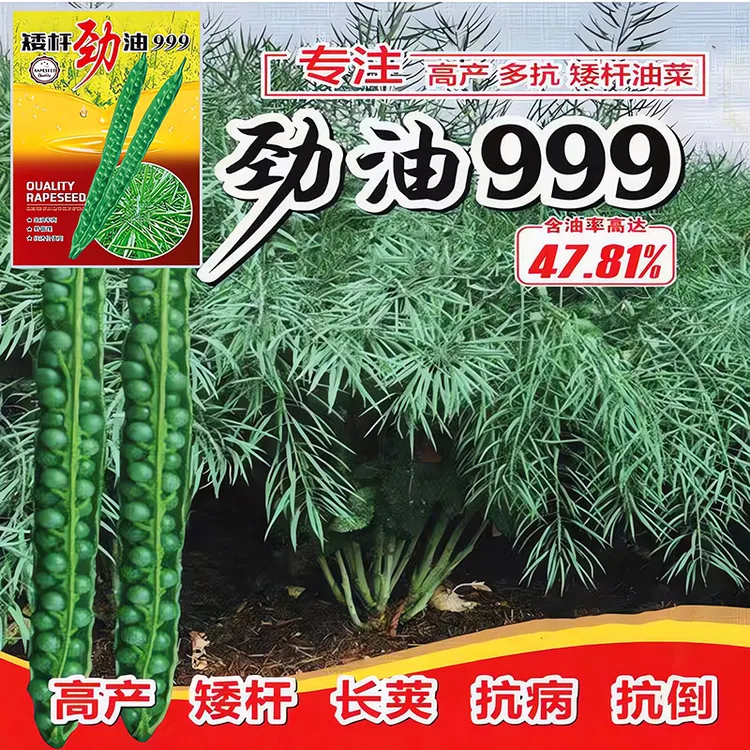 高产油菜种子 劲油999矮杆耐寒抗倒伏高出油早熟油菜种籽榨油专用