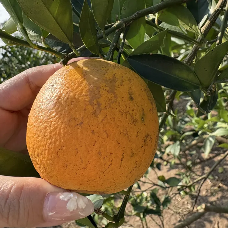 【介意勿拍】湛江市廉江市20年老树红江橙黑皮花皮台风天影响外表