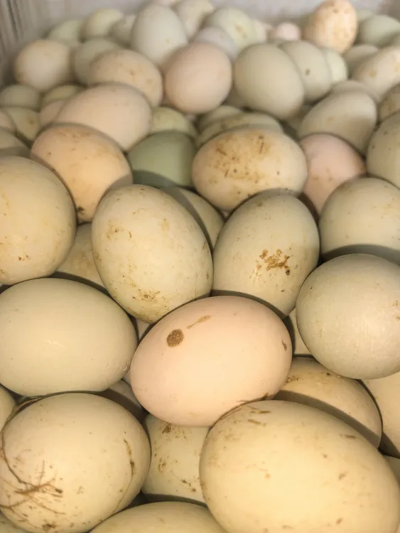 湖北正宗农家农村自产自销散养新鲜土鸭蛋可腌蛋蛇皮鸡蛋鸡仔胎
