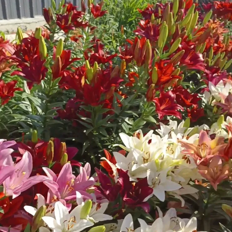 东北耐寒百合花不怕冻盆栽地栽好种好养
