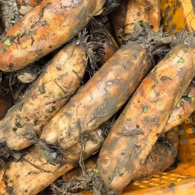 新鲜粉藕湖北特产粉藕新鲜莲藕煲汤藕面藕糯米藕新鲜蔬菜整箱批发