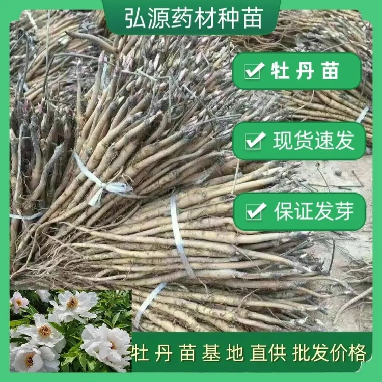 基地直发牡丹苗油用牡丹种苗中药材材牡丹籽芍药花苗盆栽植物花卉