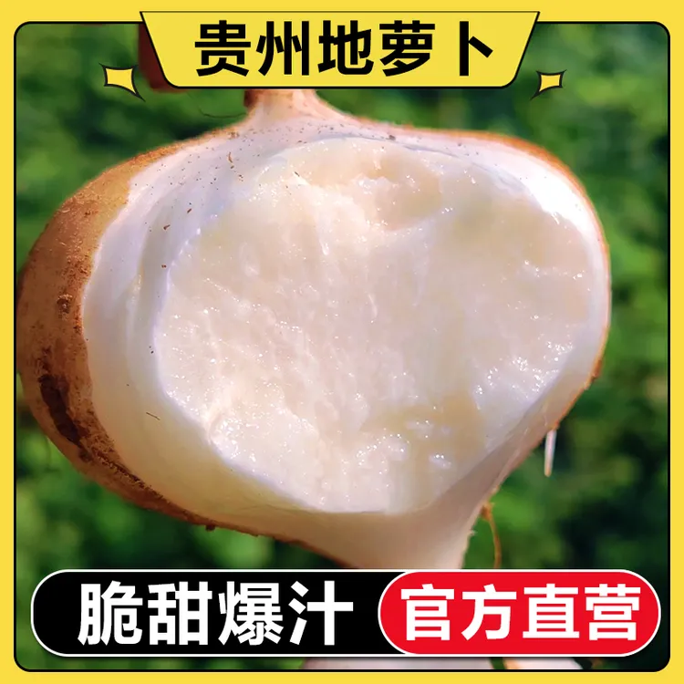 【官方直营】5斤贵州高山新鲜现挖地萝卜凉薯多汁脆甜当季水果蔬菜