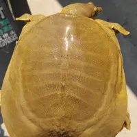 土货甲鱼外塘甲鱼单拍乌龟