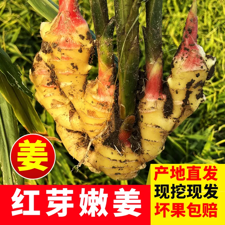 嫩姜芽新鲜批发5斤10斤生鲜现挖鲜仔姜现摘现发产地直销大块正宗