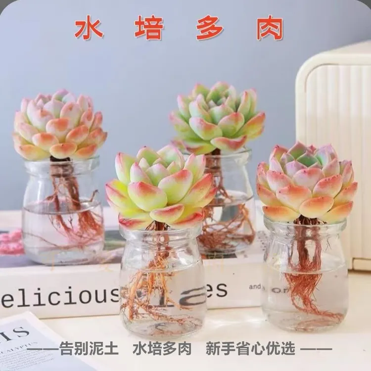 芊羽翼小型水培多肉盆栽新手好养适合办公室工位桌摆