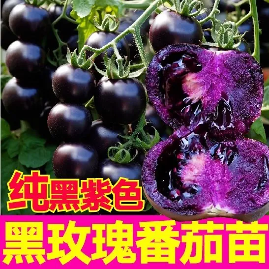 【山东寿光基地直发】纯黑蓝莓番茄苗阳台庭院阳台新手小白种植简单商品图
