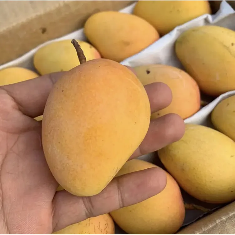正宗海南小台农芒果1-10斤装新鲜采摘应季热带水果小台芒水果芒果