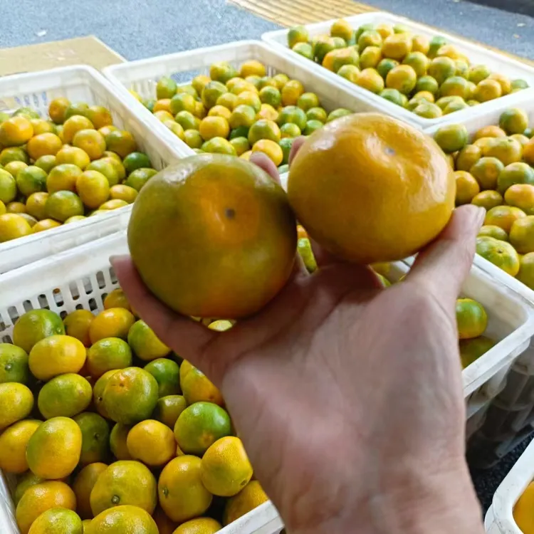 正宗东江湖青草蜜橘无籽无渣整箱包邮！