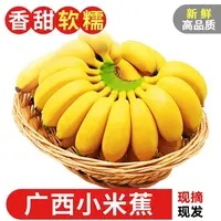 广西巴马小米蕉当季水果薄皮鸡蕉新鲜酸甜可口整箱批发农