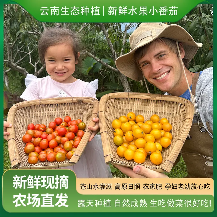 瑞典奶爸在大理｜生态种植新鲜水果小番茄柿子圣女果生吃西红柿