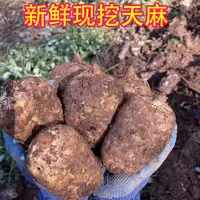 新鲜天麻现挖现发带泥土新鲜食材天麻
