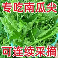 【全店凑6包包邮】【169】南瓜尖种子