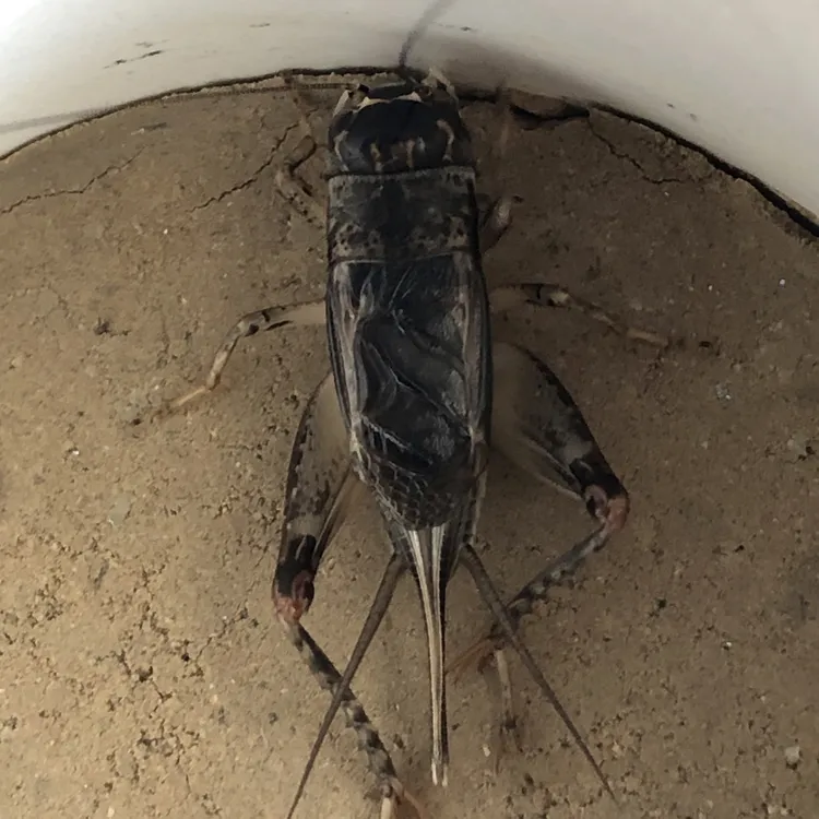 宁阳自捉纯野生秋虫