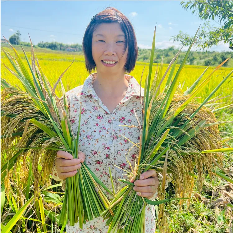 【大姐推荐丝苗香】2025现磨现发原生态品种是野香优到手十斤装