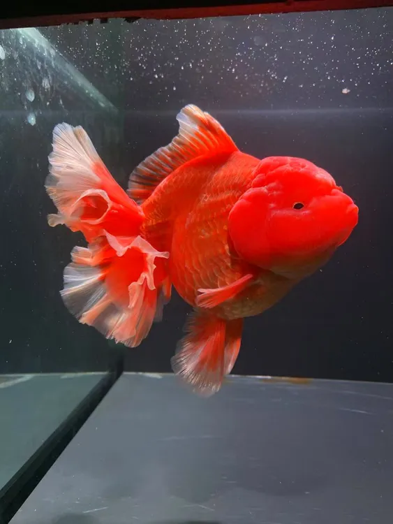 泰狮金鱼冷水观赏鱼好 图片仅供参考