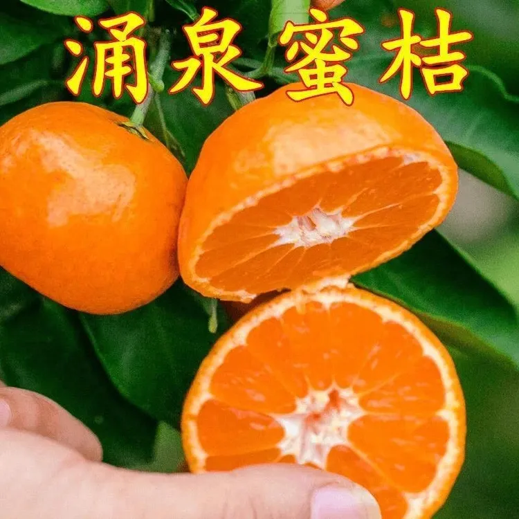 涌泉蜜桔树苗嫁接橘子树苗无核蜜桔树苗南方北方四季种植当年结果