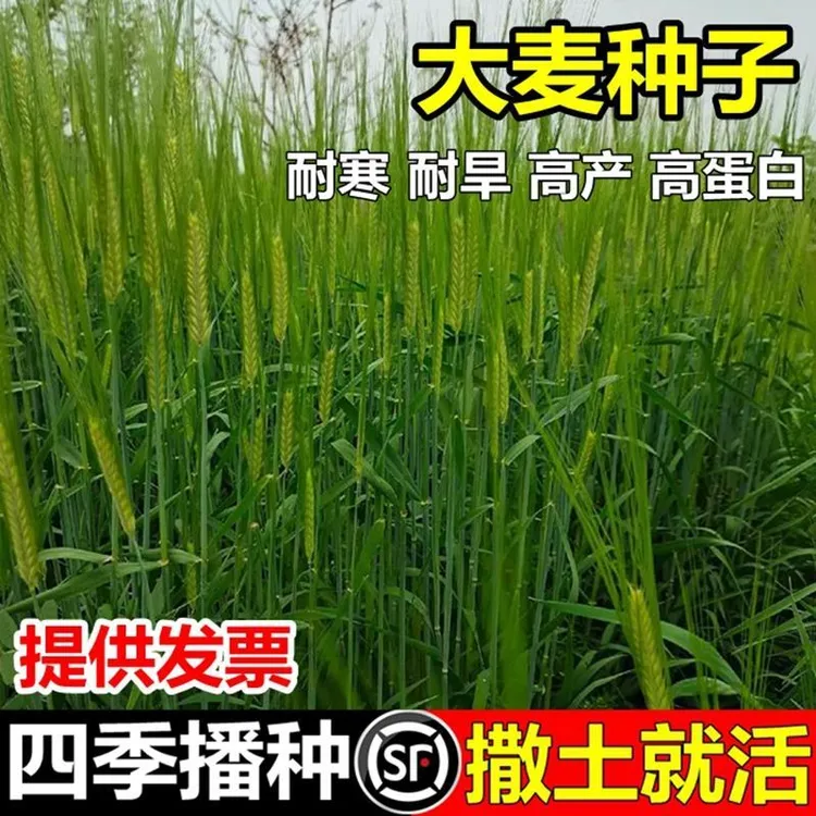 大麦种子芽苗菜种子大麦若叶青汁榨汁大麦苗种子大麦草四季播猫草