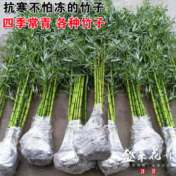 顺丰快递竹子苗庭院北方耐寒罗汉竹紫竹黄金竹四季金镶玉盆栽竹子