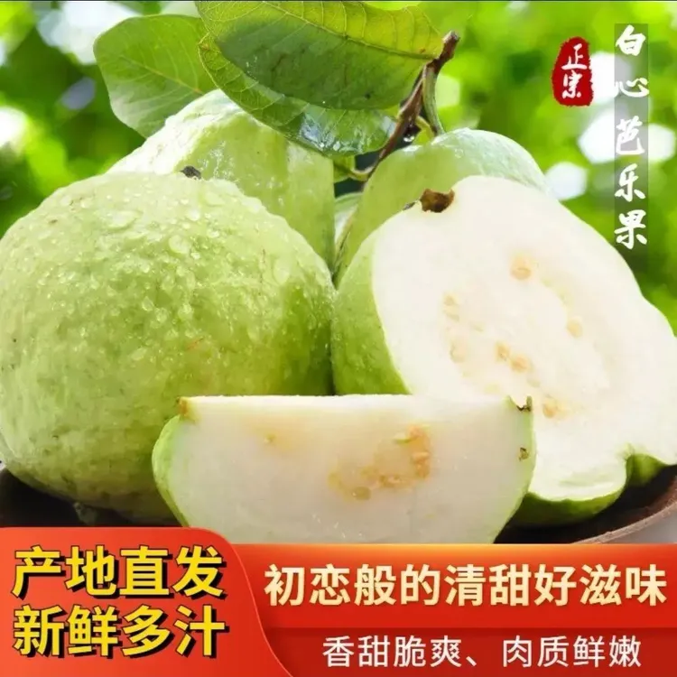当季新鲜现摘广东增城珍珠白心番石榴低糖健康脆爽清甜水果包邮