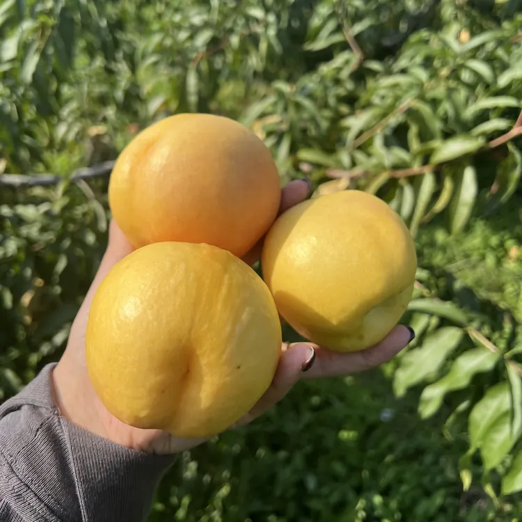 顺丰包邮辽宁丹东黄金蜜桃 树熟 香甜 现摘现发桃子