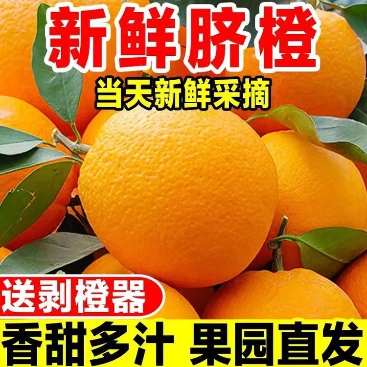 江西赣南脐橙当季脐橙产地直发手剥橙现摘现发新鲜水果橙子