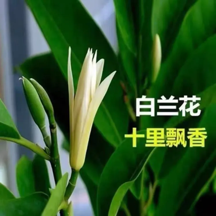 白兰花盆栽正宗嫁接白黄兰树苗四季开花大苗庭院阳台黄角兰黄葛兰