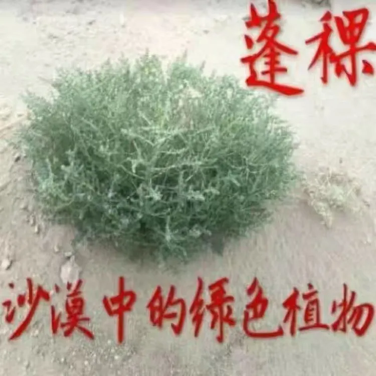 民勤蓬草甘肃土特产自然生蓬草灰食用凉皮拉面棕子