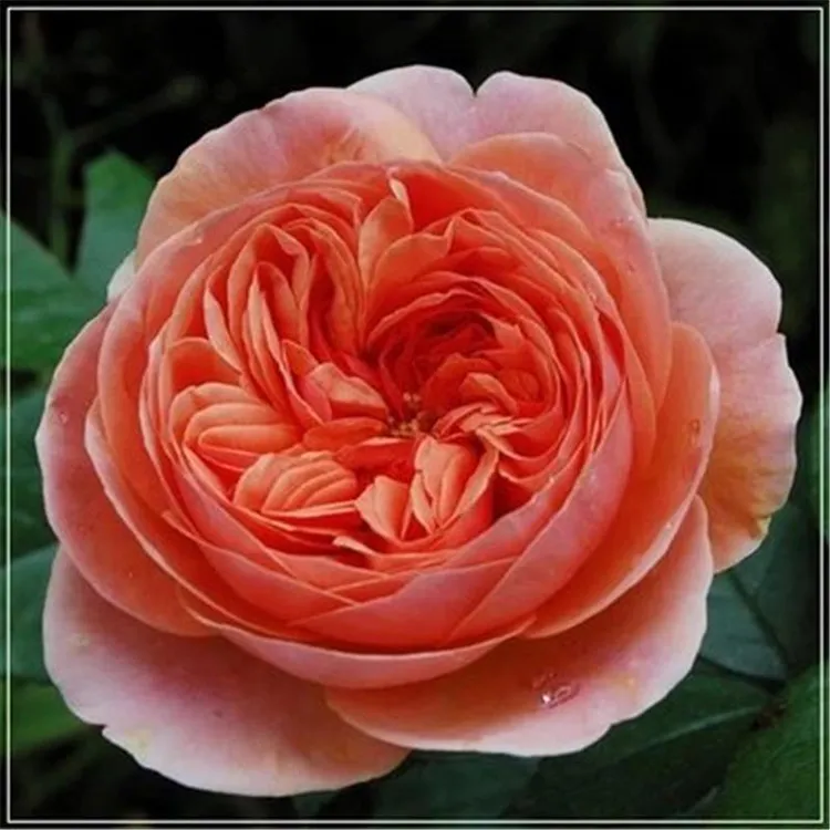 音乐馆 欧月爬藤月季花玫粉卉欧月四季开花蔷薇橙瑰花色苗易成活